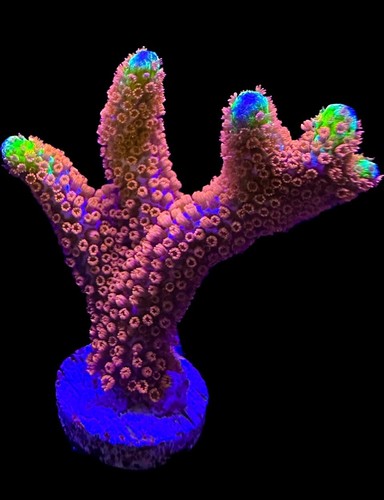Live coral montipora - live, bubblegum