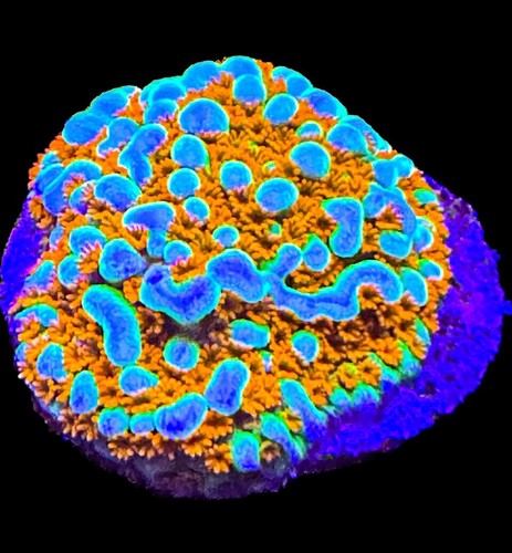 Live coral montipora aquaman - live,