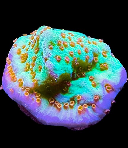 Live coral montipora - live,